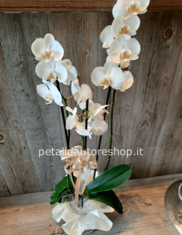 Pianta di phaleonopsis a 2 steli
