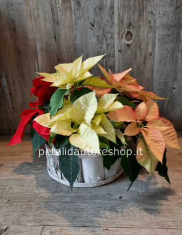 Ciotola di stelle di natale