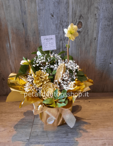 Helleborus