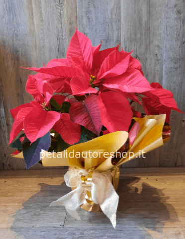 Stella di Natale bassa