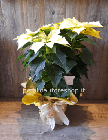 Stella di Natale bianca