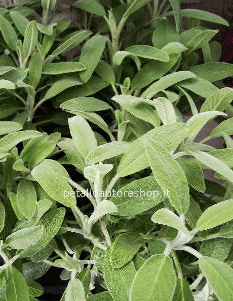Salvia