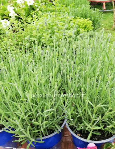 Lavanda