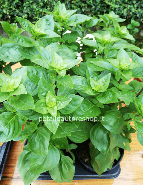 Basilico di montagna