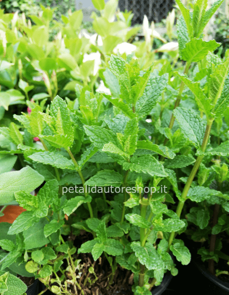 Menta