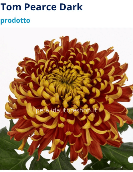 Cristantemo a stelo Tom Pierce Dark