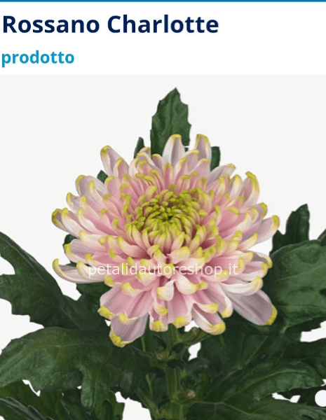 Crisantemo a stelo Rossano Charlotte