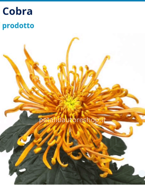Cristantemo a stelo cobra