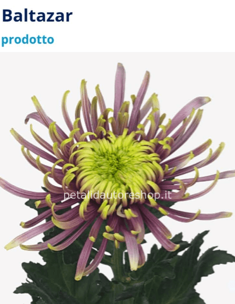 Crisantemo a stelo Baltazar