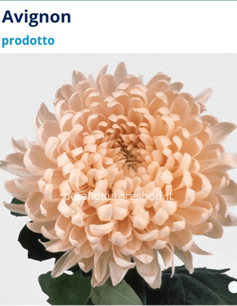 Crisantemo a stelo Avignon