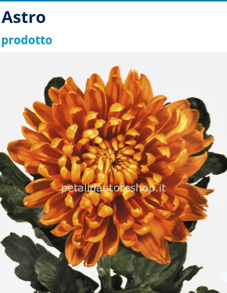 Crisantemo a stelo Astro