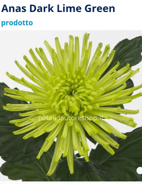 Crisantemo a stelo Anastasia Green