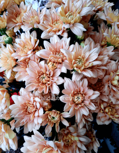 Margherite a mazzo Baltica Salmon