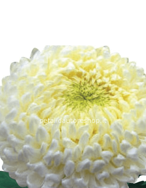 Crisantemo a stelo Shoesmith