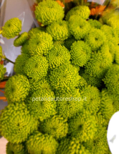 Santini a mazzo Verdi