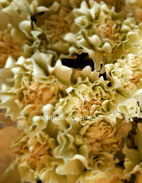 Garofano a stelo Verde