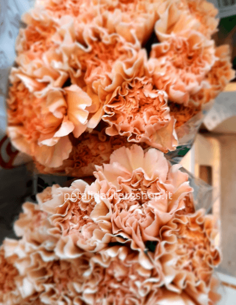 Garofano a stelo Rosa cipria