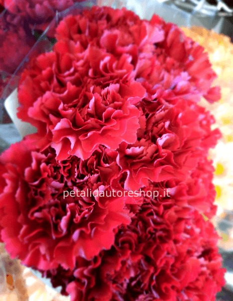 Garofano a stelo bordeaux