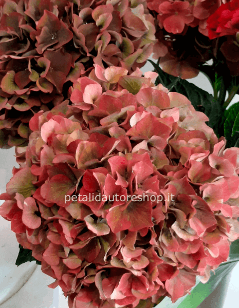 Ortensia a stelo bordeaux e verde