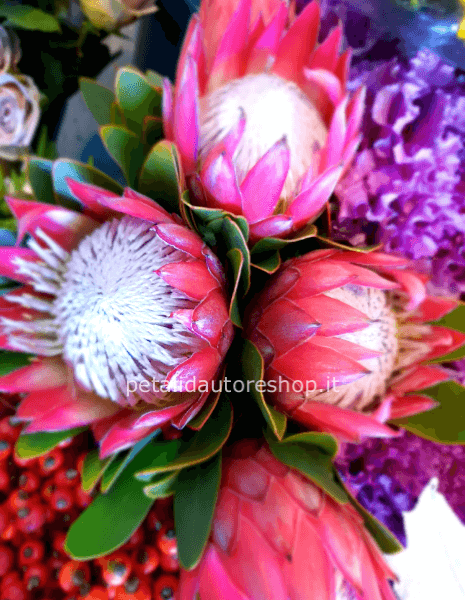 Protea King a stelo