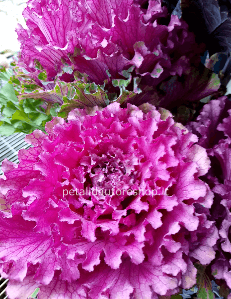 Brassica a stelo Crane king viola