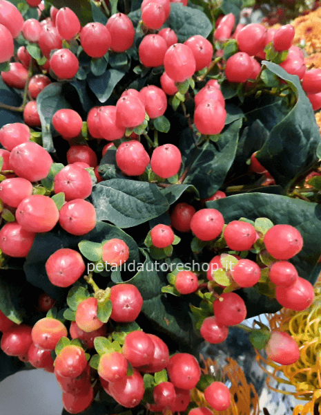 Hypericum rosso a stelo