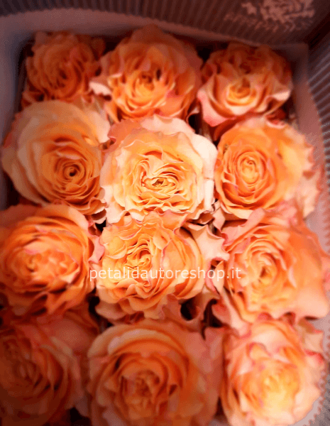 Rose arancio a stelo