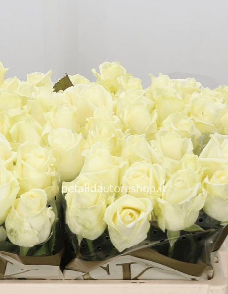 Rose bianche a stelo