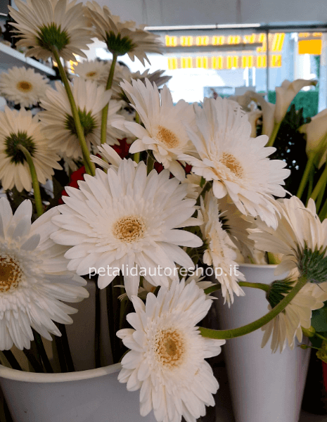 Gerbera bianca a stelo