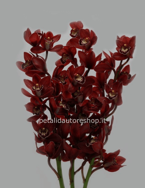 Cymbidium bordeaux a stelo