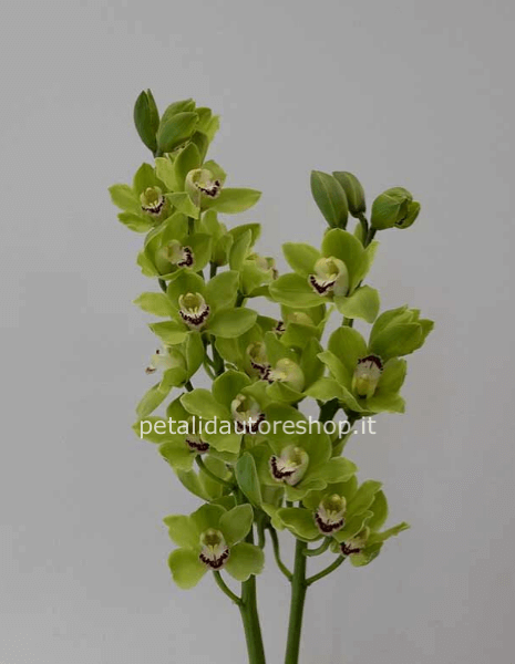 Cymbidium verde a stelo