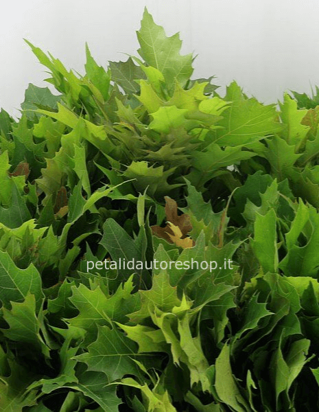 Quercia naturale a stelo