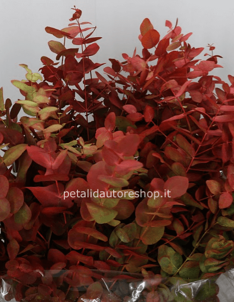 Mazzo di eucalipto autunnale tinto