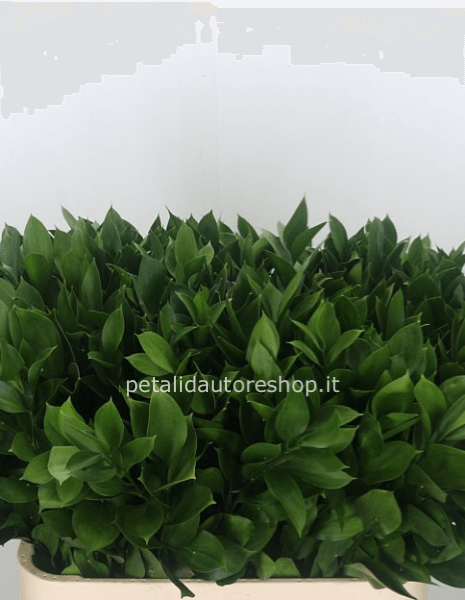 Ruscus garden a stelo