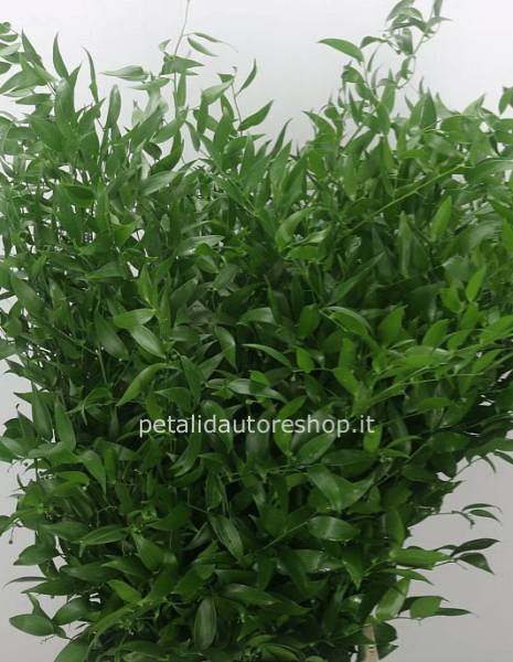 Mazzo di Ruscus Italica