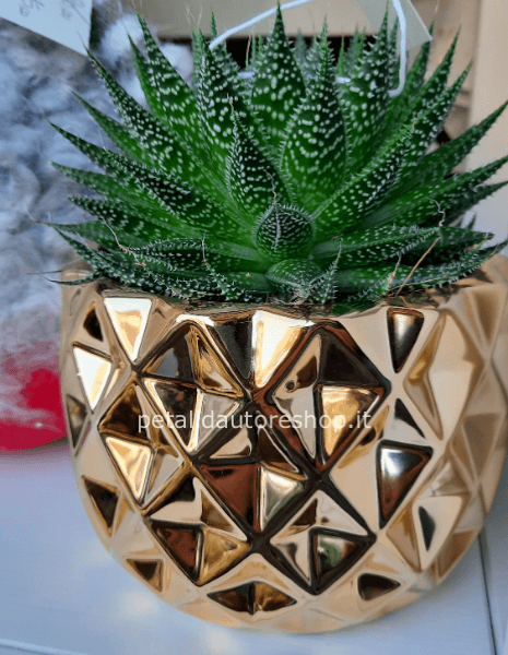 Cactus hawortia